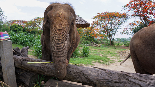 在泰国清迈省 Mae Tang 的大象护理保护区 大象以甘蔗和竹子为食时 大象的树干特写避难所团体丛林耳朵动物野生动物旅游哺乳动图片