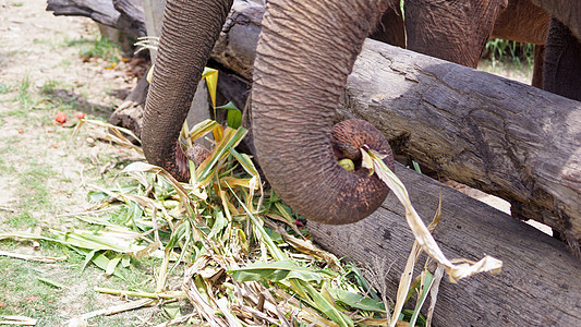 在泰国清迈省 Mae Tang 的大象护理保护区 大象以甘蔗和竹子为食时 大象的树干特写哺乳动物眼泪救援野生动物眼睛孤儿院环境动图片