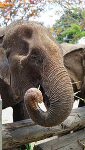 在泰国清迈省 Mae Tang 的大象护理保护区 大象以甘蔗和竹子为食时 大象的树干特写动物救援野生动物旅游哺乳动物孤儿院团体濒图片