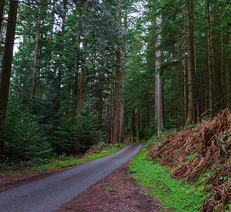 斯诺多尼亚国家公园的森林驱动同校绿色雪墩松树旅游农村林地风光乡村泥路图片