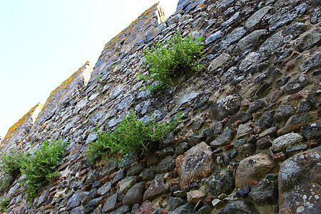 城堡墙上生长着植物图片