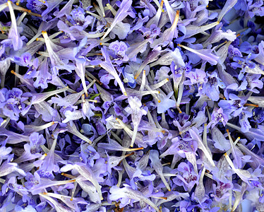 血色花朵的紫花 海德罗莎背景图片