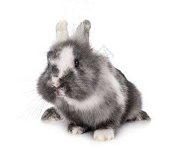 演播室里的侏矮兔子双色白色灰色宠物动物工作室图片