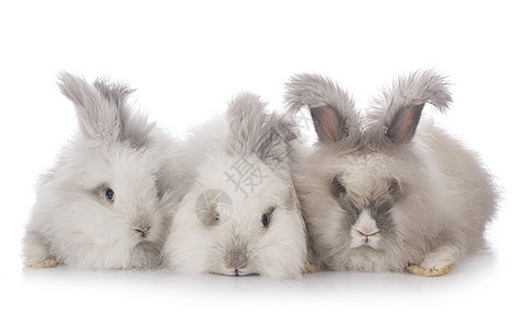 英语安古拉兔子团体宠物白色动物工作室长发灰色背景图片