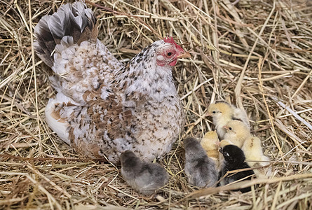 巢中的赛拉马小鸡稻草离合器乡村动物农业孵化农场家禽脚鸡团体图片