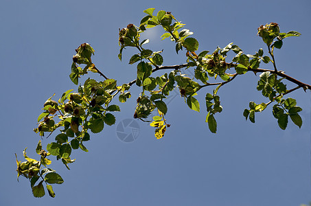 罗莎卡尼娜或狗玫瑰的果子和叶子 在普兰塔山图片