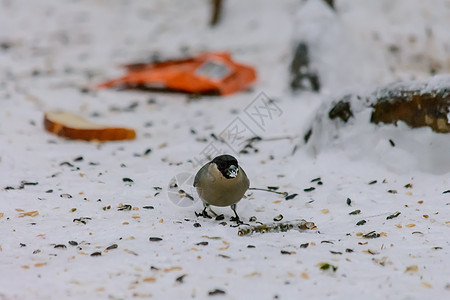 冬天的森林鸟类在饲料附近栖息种子食物天气环境羽毛动物群饼干野生动物雪堆粮食图片