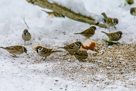 冬天的森林鸟类在饲料附近栖息环境面包粮食种子动物群天气饼干荒野鸣禽雪堆图片