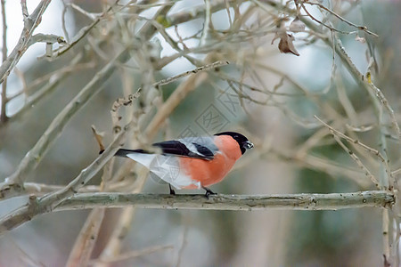 冬天的森林鸟类在饲料附近栖息木头荒野生物学植物羽毛天气鸣禽翅膀公园尾巴图片