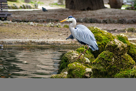 灰色长袍沼泽猎人游戏码头动物钓鱼蓝色眼睛翠鸟鸟类图片