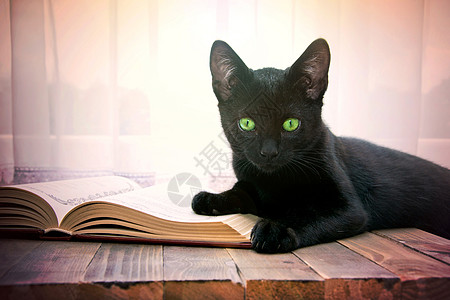 打开书和黑猫在木制桌子上运气学校动物哺乳动物床单学习图书馆大学木头宠物图片