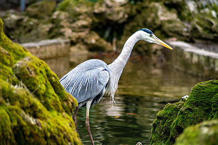 灰色长袍岩石支撑野生动物翠鸟沼泽食物飞行蓝色芦苇鸟类图片