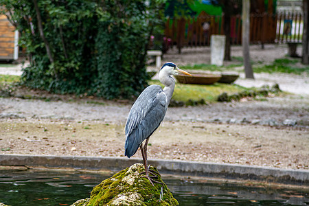灰色长袍蓝色鸭子食物翠鸟钓鱼芦苇眼睛鸟类游戏动物图片