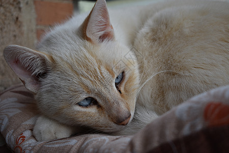 猫咪肖像毛皮动物危险头发晶须猫科动物鼻子眼睛爪子外套图片