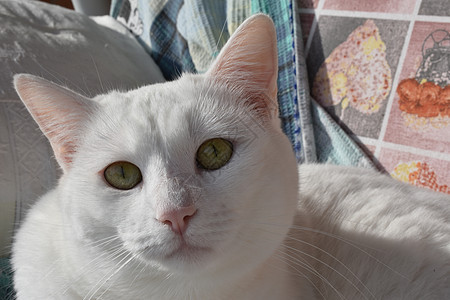 猫咪肖像小猫眼睛老虎毛皮外套鼻子危险蓝色荒野动物图片