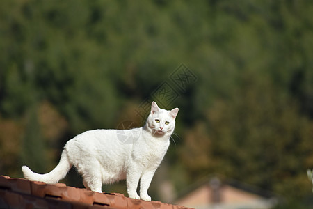 猫咪肖像毛皮猫科动物头发蓝色宠物野生动物动物森林晶须爪子图片