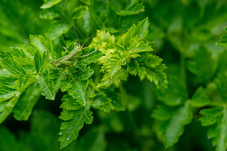 绿色板球天线昆虫学刺槐昆虫花园宏观漏洞荒野动物群叶子图片