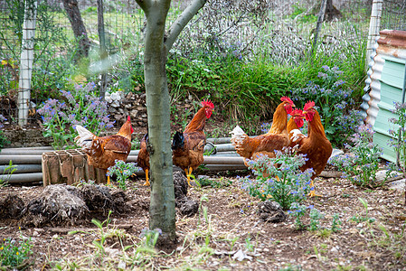 布莱熟的鸡家畜公鸡配种鸟类农场母鸡食物农业波峰谷仓图片