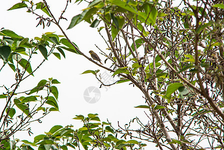 寻找食物的绿雀鸟公园动物群眼睛森林野生动物花园热带荒野蓝色翅膀图片