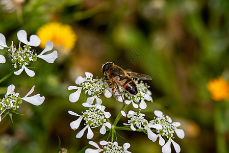 蜜蜂在花朵上昆虫学臭虫花蜜叶子植物动物漏洞花粉野生动物植物群图片