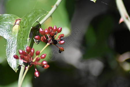 春季自然天空松树生长植物群蓝色晴天国家森林环境树叶图片