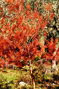 春季自然木头松树分支机构季节晴天树叶环境植物群蓝色叶子图片