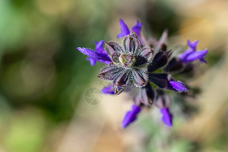 植物花花风景蓝色力量花瓣野花荒野紫色植物学阳光环境图片