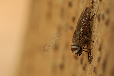 昆虫 Fly 宏拍摄生物学男性艺术婴儿女性天线漏洞化合物房子动物学图片