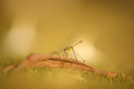 昆虫 Fly 宏拍摄天线害虫生物男性晴天动物学生物学漏洞甲虫动物图片