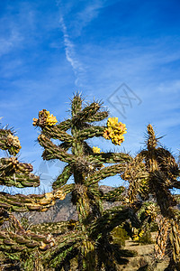 仙人掌 晶状环球沙漠天气植物学植物脊柱干旱环境荒野蓝色圆锥花图片