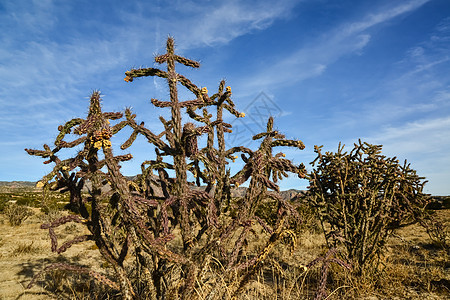 仙人掌 晶状环球植物蓝色干旱植物群沙漠荒野环境植被圆锥花天气图片