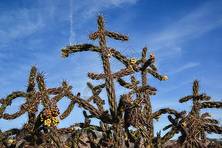 仙人掌 晶状环球荒野植物植物群蓝色植被脊柱干旱沙漠环境植物学图片