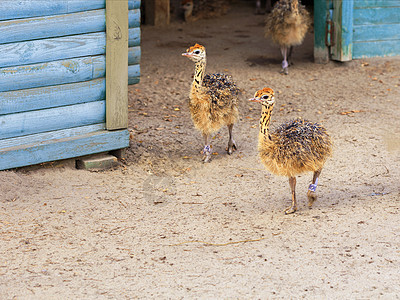 小毛皮的食鸟在农场院子周围漫步鸟类家庭鸵鸟脖子家禽公园跑步羽毛小鸡动物群图片