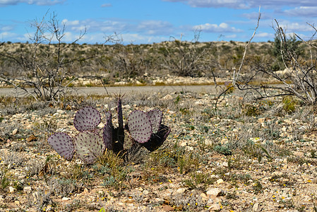 在一个岩石沙漠中 有刺耳的梨梨植物学植物园国家脊柱紫色植物群天气花园干旱植物图片
