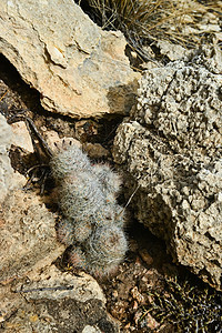 新墨西哥山区地貌的植物群水果植物紫色生活世界沙漠荒野脊柱植物学图片