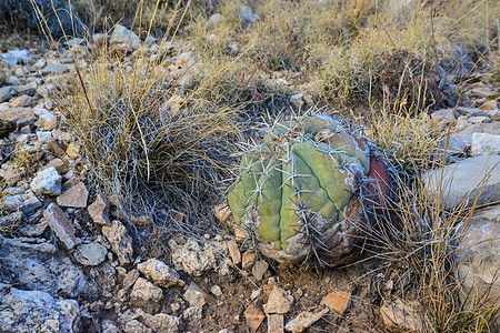 Cacti Eagle爪(地平线仙掌)图片