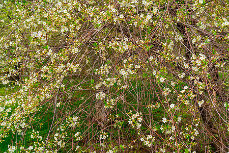 樱桃的鲜花枝 春花树 浪漫樱花花园季节粉色植物花瓣图片