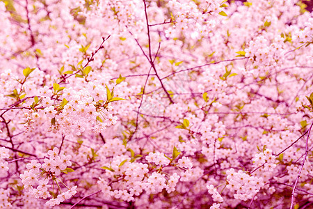 樱桃的鲜花枝 春花树 浪漫花瓣季节樱花花园粉色植物图片