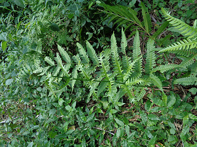 具有自然背景的绿色蕨类植物 它是一组通过孢子繁殖的维管植物中的一员 既没有种子也没有花雨林异国植物学热带情调公园边界植物群季节生图片