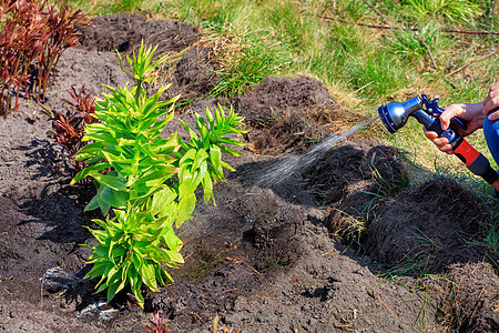 一位园丁正在春天花园里浇灌一棵植物的灌木 这个植物叫做金冠 上面喷着水图片