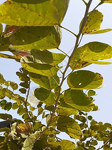 树上的树叶植物群植物季节绿色叶子黄色森林公园图片