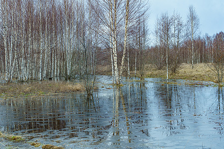 河流泉水泛滥 河川春季洪泛时淹水支撑天线森林草地芦苇桦木池塘季节气候环境图片