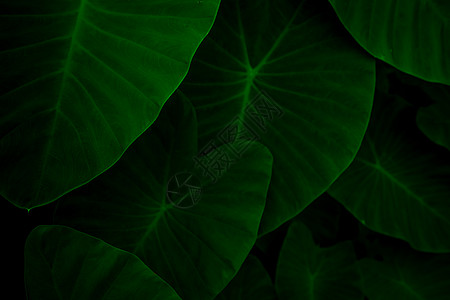 大象耳朵特写镜头绿色叶子在丛林里 绿叶文字植物温泉芋头森林宏观植物群生态花园绿色植物树叶图片
