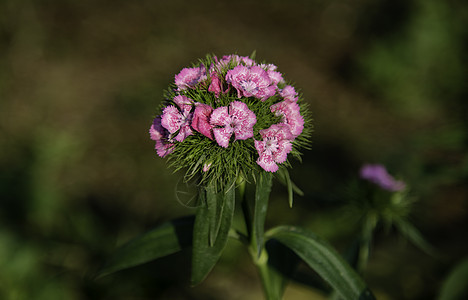 花园里的s 天然背景的紫花朵白色花瓣紫色植物群粉色植物绿色石竹红色园艺图片