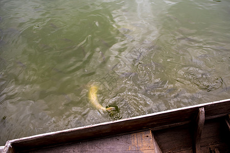 游泳鱼的地表水移动动物池塘生活图片