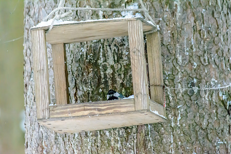 冬天的森林鸟类在饲料附近栖息树林野生动物羽毛季节种子翅膀天气环境公园美丽图片