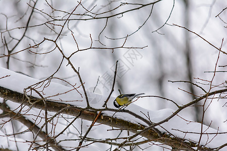 冬天的森林鸟类在饲料附近栖息季节衬套羽毛动物群公园翅膀野生动物鸣禽植物荒野图片