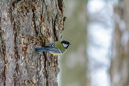 冬天的森林鸟类在饲料附近栖息衬套木头翅膀鸣禽公园野生动物生物学季节动物群植物图片