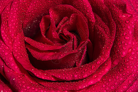 新鲜红玫瑰 有水滴 鲜艳的天然花卉颜色图片