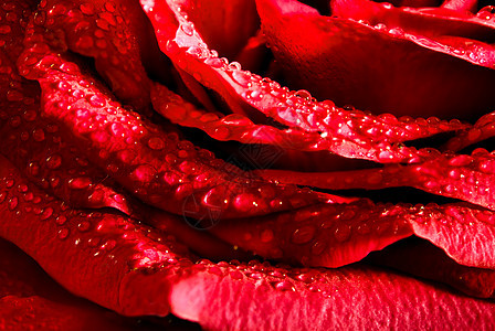 鲜红玫瑰 有水滴 风紫色天然花岗图片